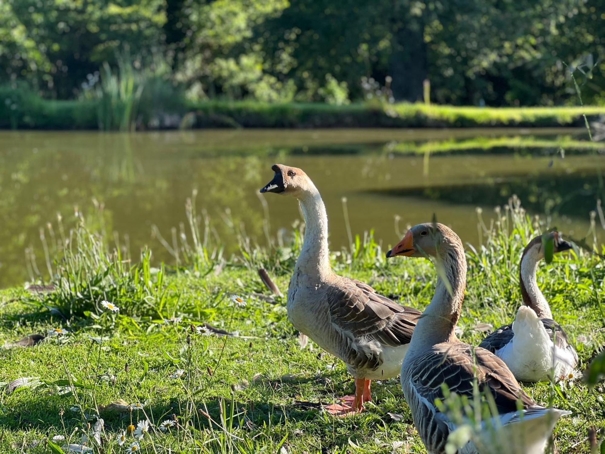 Le Domaine De La Vergnolle Roches  エクステリア 写真